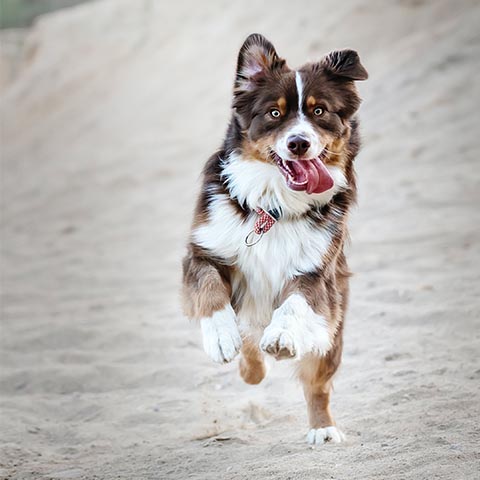 Brown and white dog running