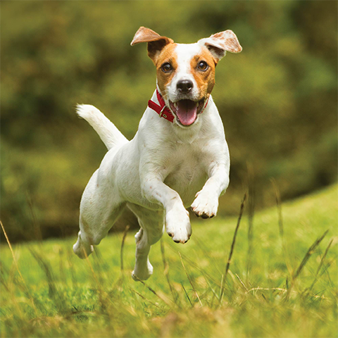 Dog running outside on grass