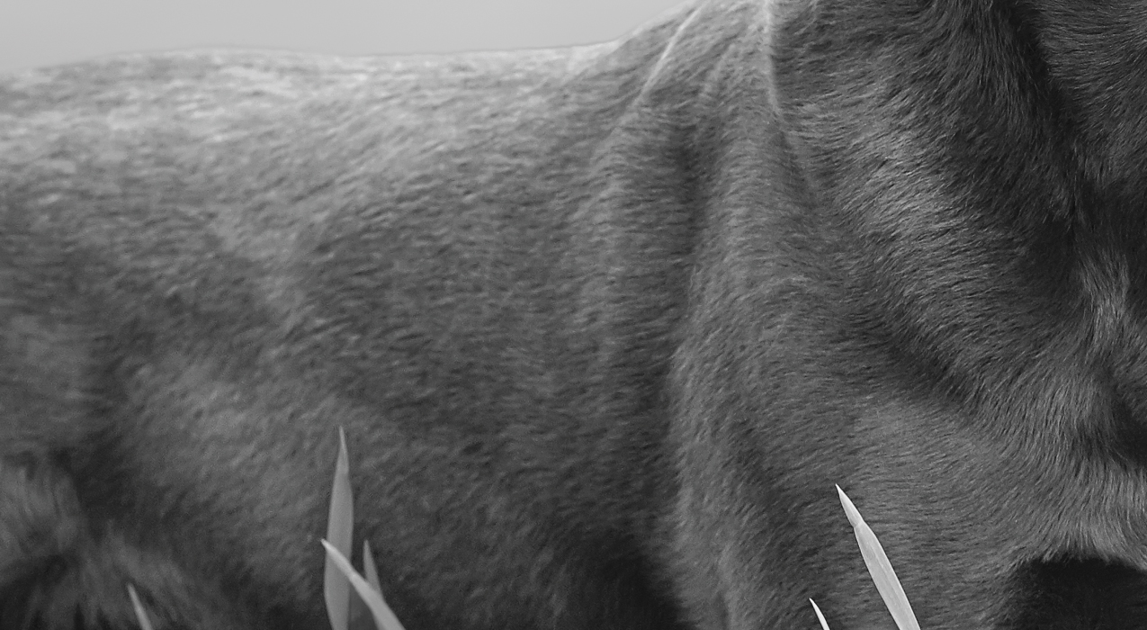 Close-up image of dog's body