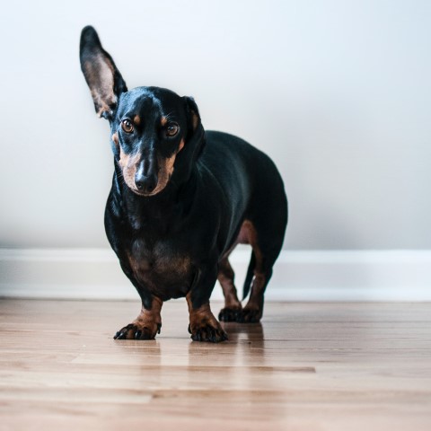 Dog with ear up