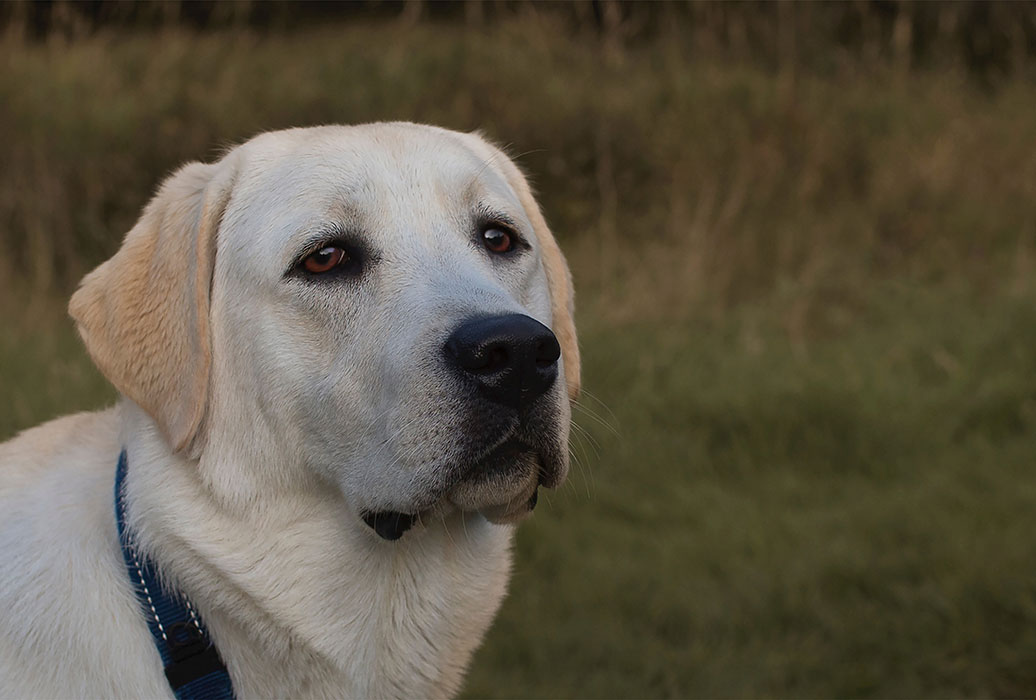 Image of a dog in a dog park