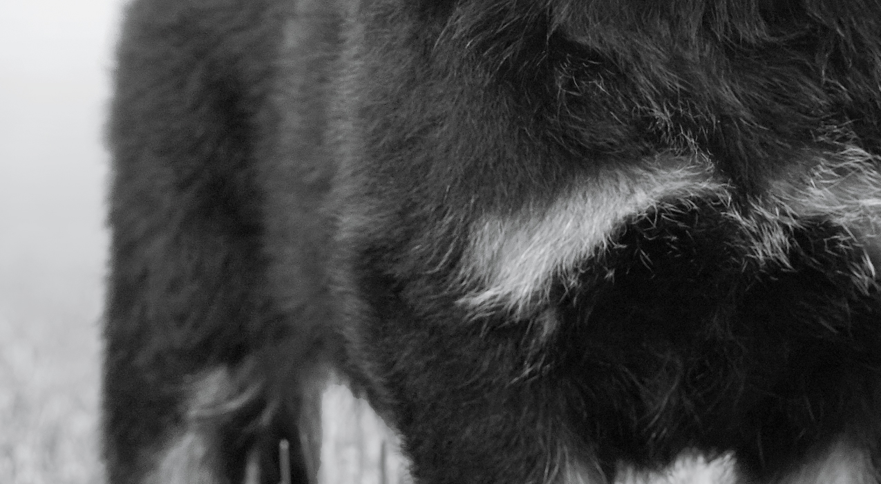 Close-up image of dog's body