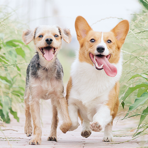 Two small dogs running