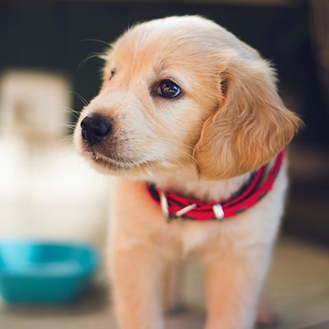 Puppy with red collar