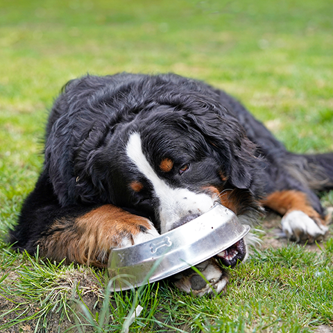 Dog eating out of a pet-food bowl