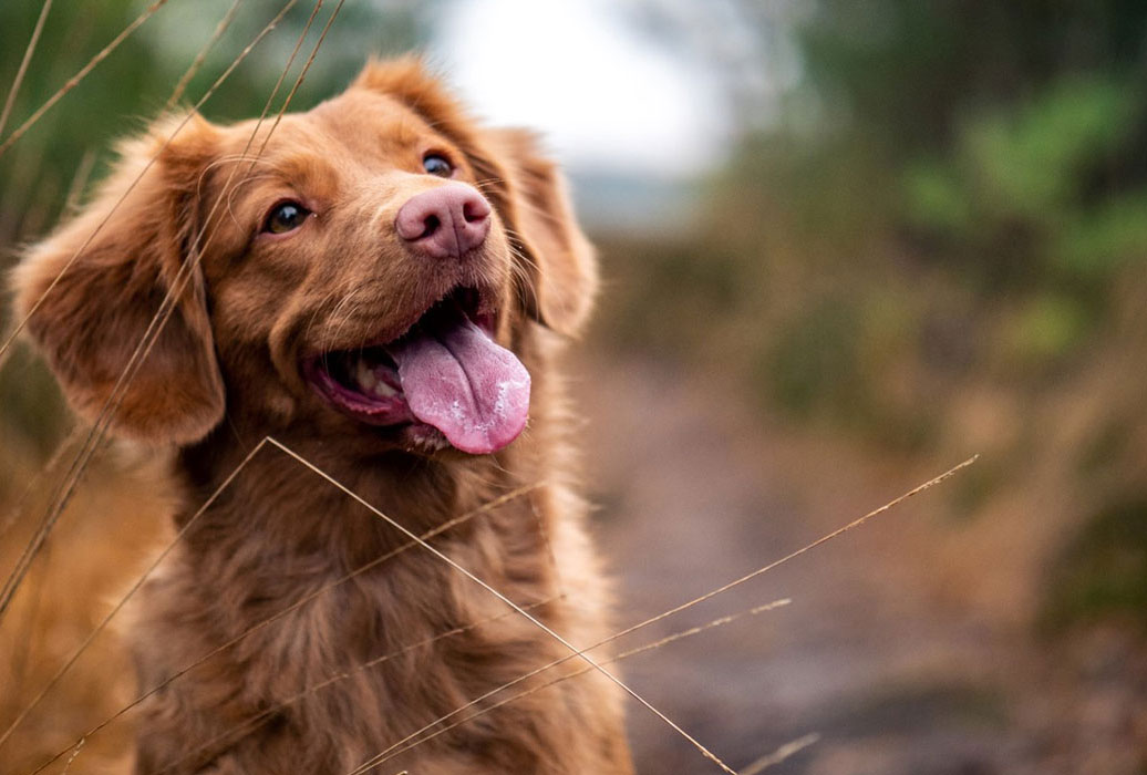Image of dog with tongue sticking out