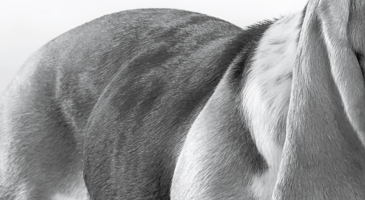 Close-up image of dog's body