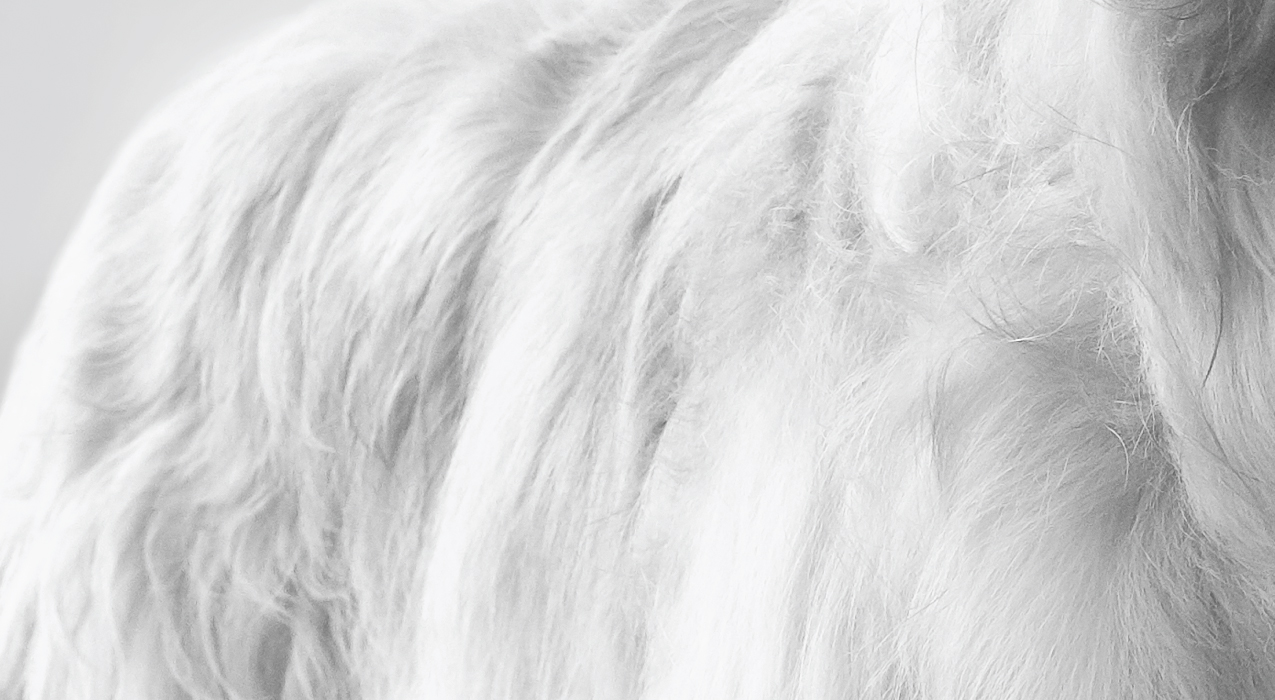 Close-up image of dog's body