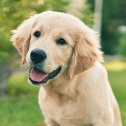 Image of a dog sitting on green grass