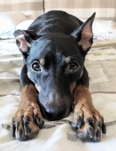 Black dog laying down