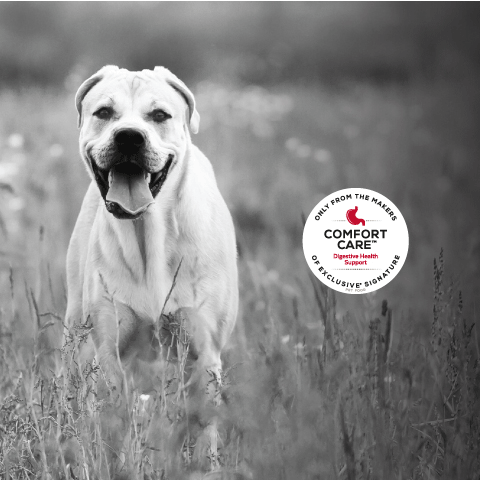 light colored dog standing in tall grass